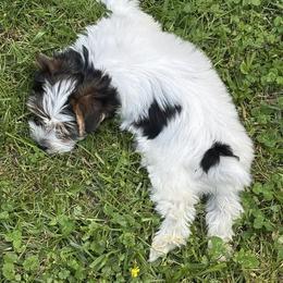 Boy 2 - Parti male Yorkshire Terrier puppy in Athens, Tennessee from Starr Mountain Yorkies