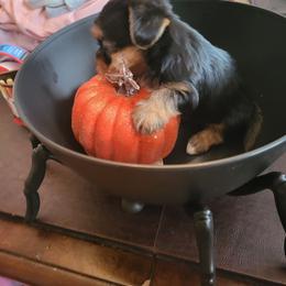 Yorkshire Terrier Puppies from Glitter And Glitz Yorkies