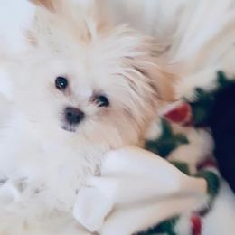 Caspian - White male Mi-Ki puppy in Toronto, Ohio from Shekinah’s Mi-Kis & Cricket Hill’s Westies