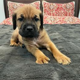 Roman - Fawn male Cane Corso puppy in San Isidro, Texas from MTZCC Ranch, LLC