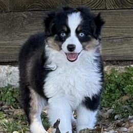 Dixie - Toy Australian Shepherd