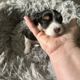 Lucy - Black and tan brindle female Havanese puppy in Kenly, North Carolina from Harbor Of Hope Havanese