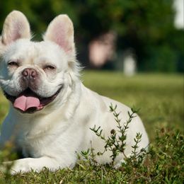 Ghost - French Bulldog
