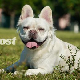 Ghost - French Bulldog