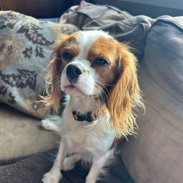 Daisy - Cavalier King Charles Spaniel