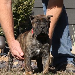 Red Collar - Tiger male Perro de Presa Canario puppy in Pocahontas, Illinois from Cabeza Grande Kennel