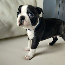 Boston Terrier Puppies from Little Daemons Boston Terriers