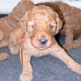 Orange - Red  male Poodle puppy in Keedysville, Maryland from Sunshine Red Standard Poodles