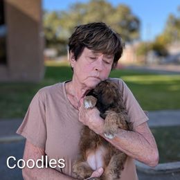 Coodles - Brown and tan female Cockapoo puppy in Sunset, Louisiana from Cano Cockapoos