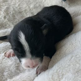 Border Collie Puppies from Best Friend Borders