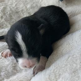 Border Collie Puppies from Best Friend Borders
