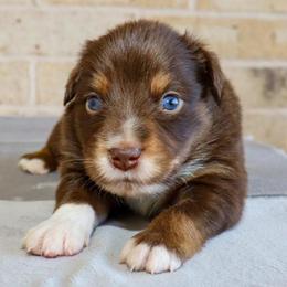 Atlas - Red tri male Miniature Australian Shepherd puppy in Guthrie, Oklahoma from Raised Right Pups