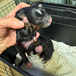 Black tri - Black tri female Toy Australian Shepherd puppy in Billings, Montana from Chapman's Aussies