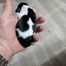 Sarah - Piebald female Dachshund puppy in Blanchard, Oklahoma from Dusty Road Doxies