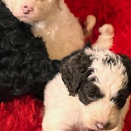 Bernedoodles, French Bulldogs, Miniature Pinschers, and Poodles from French Pinsch Mi Doodle Kennels