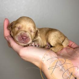 Henry (green collar) - Apricot male Goldendoodle puppy in Murrieta, California from Apricot Poodles & Goldendoodles, LLC
