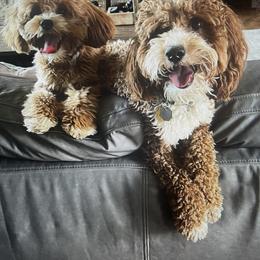 Cavalier King Charles Spaniel, Cavapoochon, and Goldendoodle Puppies from Timshell Farm: Specialty Crossbreed Puppies