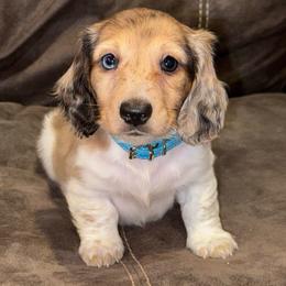 Delightful Derrick - Dapple male Dachshund puppy in Hornbeck, Louisiana from A&Z Mini Dachshunds