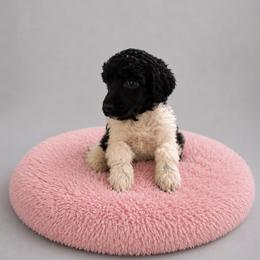 Honeymaron - Parti female Poodle puppy in Washington, Pennsylvania from Patriotic Poodles