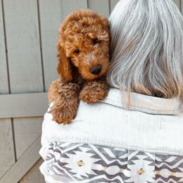 Jett - Apricot male Goldendoodle puppy in Shingle Springs, California from Kindred Oak Goldendoodles