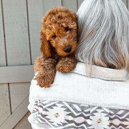 Jett - Apricot male Goldendoodle puppy in Shingle Springs, California from Kindred Oak Goldendoodles