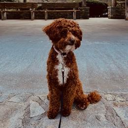 Millie - Goldendoodle