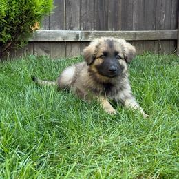 Happy (Red) - Fawn sable male Shiloh Shepherd puppy in Vancouver, Washington from North By Northwest Shilohs “NBNW”