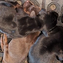 AKC Registered Full European Doberman Pinschers - Red and rust female Doberman Pinscher puppy in Fort Lauderdale, Florida from Lakewood European Dobermann Kennel