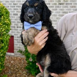 Aussiedoodle Puppies from Middle Swamp Poodles and Doodles