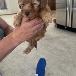 Poodle Puppies from ItalianToyPoodles