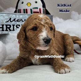 Goldendoodle and Labradoodle Puppies from Grace N Faith Doodles