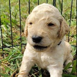 Blue collar - Cream male Goldendoodle puppy in Willow Springs, Missouri from Todd Family Homestead