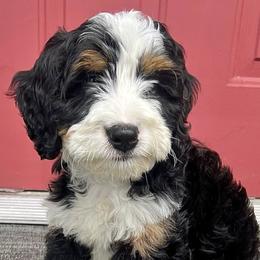 Bernedoodles, Cavapoos, Double Doodles, and Goldendoodles from Liberty Acres of Ohio