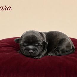Chara - Black female Shih Tzu puppy in Abilene, Texas from L&L Euro Boxers and Small Town Shih Tzus