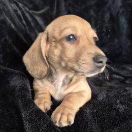 Bracken AKC Smooth Shaded Cream - Cream male Dachshund puppy in Los Angeles, California from Sterling Dachshunds