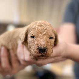 Rocky - Apricot male Goldendoodle puppy in Macclenny, Florida from Baker County Goldendoodles