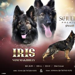 German Shepherd All Grown Up from Schultz's Premium German Shepherds