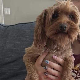Poppy - Cavapoo