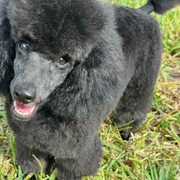 Blu - Blue male Poodle puppy in Labelle, Florida from RomLein Poodles