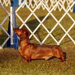 Chappie - Dachshund