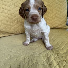 Girl 1 - Orange roan female Brittany puppy in Shinnston, West Virginia from Brookfield Farm Brittanys LLC