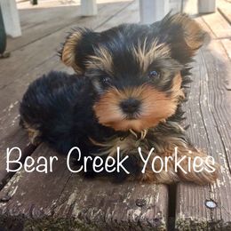 Dachshunds and Yorkshire Terriers from Bear Creek Dachshunds