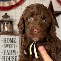 Mint collar - Chocolate female Goldendoodle puppy in Christiana, Tennessee from Rechlicz Family Doodles