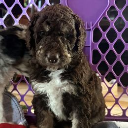 Drax - Red tri-color male Aussiedoodle puppy in Springfield, Missouri from Doodle Dandy Bernedoodles & Aussiedoodles