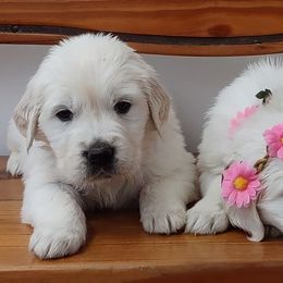 Goldendoodle and Golden Retriever Puppies from Carolina Goldendoodle