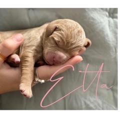 Double Doodle Puppies from Magnolia & Finn Doodles