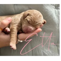 Double Doodle Puppies from Magnolia & Finn Doodles