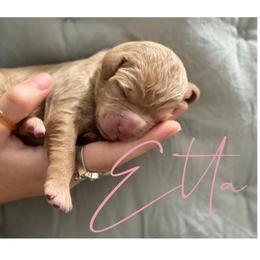 Double Doodle Puppies from Magnolia & Finn Doodles