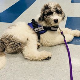 Bernedoodle and Goldendoodle All Grown Up from A.N.A. Doodles