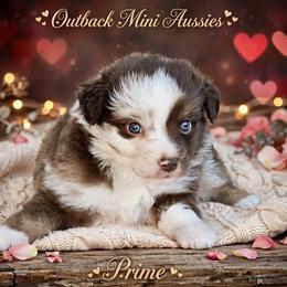 Prime - Red merle male Australian Shepherd puppy in Ranger, Texas from Outback Mini Aussies